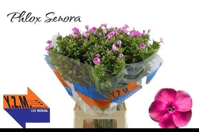 <h4>PHLOX P SENORA</h4>