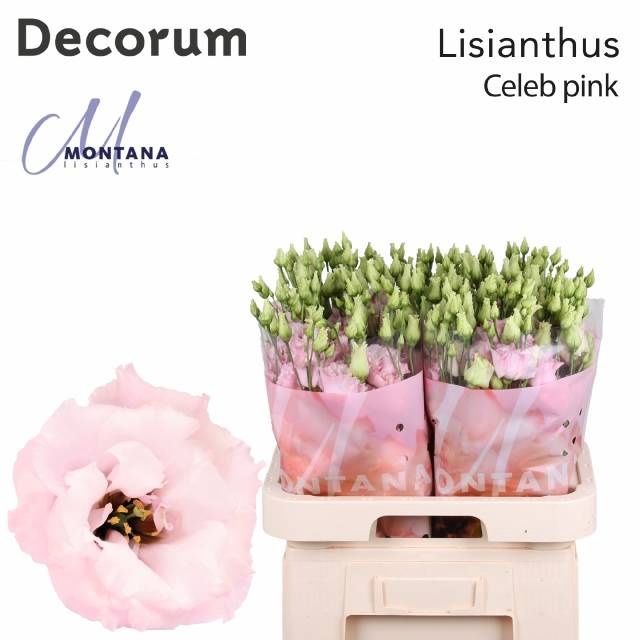 <h4>EUS G CELEB PINK</h4>