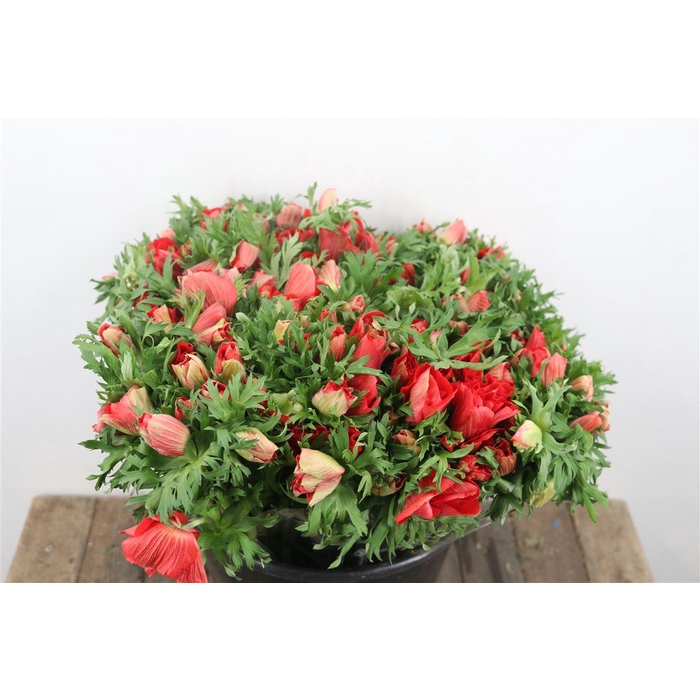 <h4>Anem Marianne Red</h4>