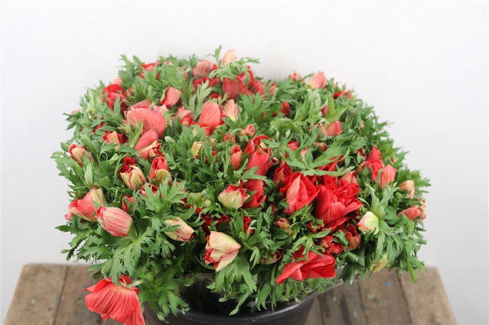 <h4>Anem Marianne Red</h4>