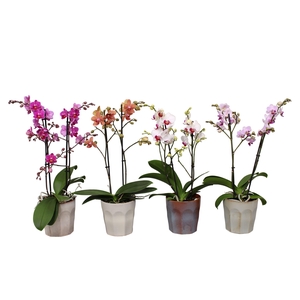Phal. Multiflora 2-tak mix in keramiek BGC965