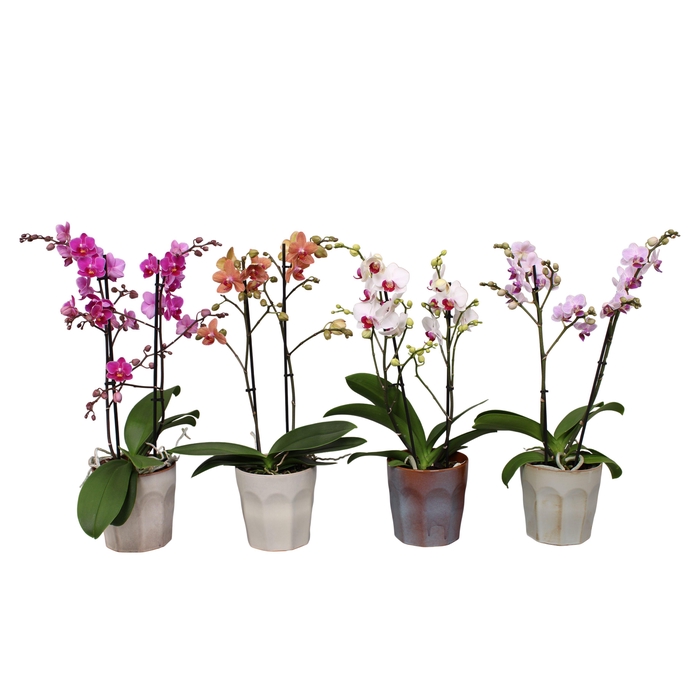 <h4>Phal. Multiflora 2-tak mix in keramiek BGC965</h4>