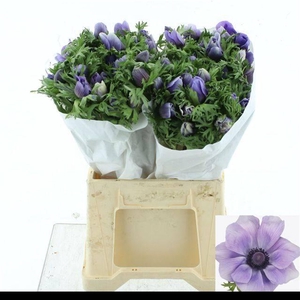 ANEM MISTRAL AZUUR BLUE SUPER