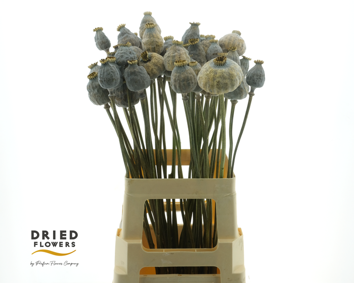 <h4>Dried Papaver Natural XXL</h4>