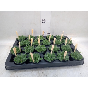 Delosperma echinatum