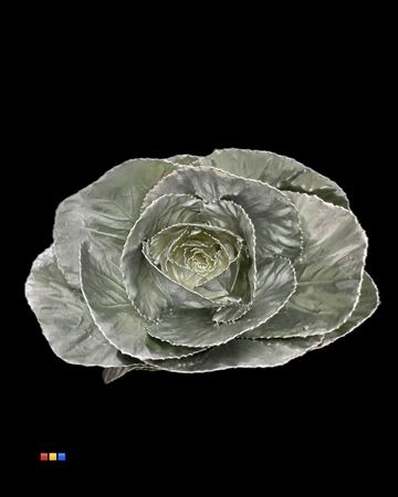 Brassica Silver