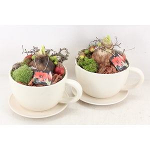 arr4 Amaryllis MB - Kop en schotel