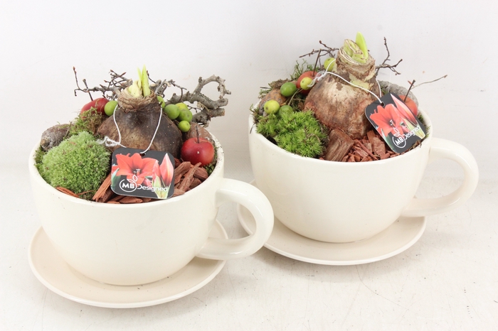 <h4>arr4 Amaryllis MB - Kop en schotel</h4>