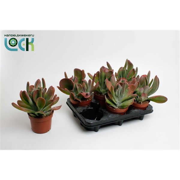 <h4>Kalanchoe Oricula</h4>