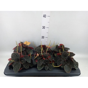 Peperomia