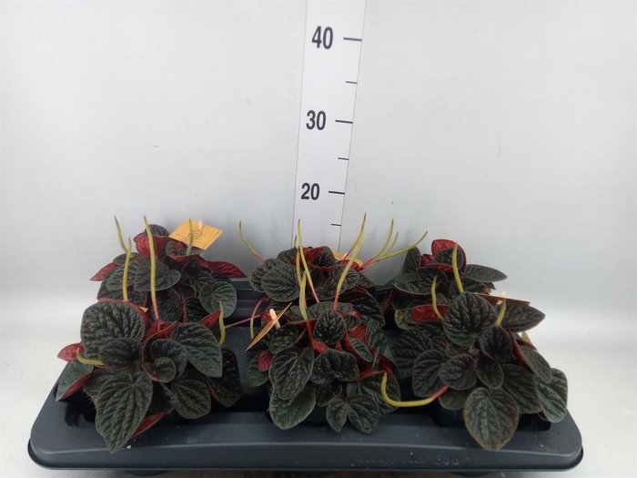<h4>Peperomia</h4>