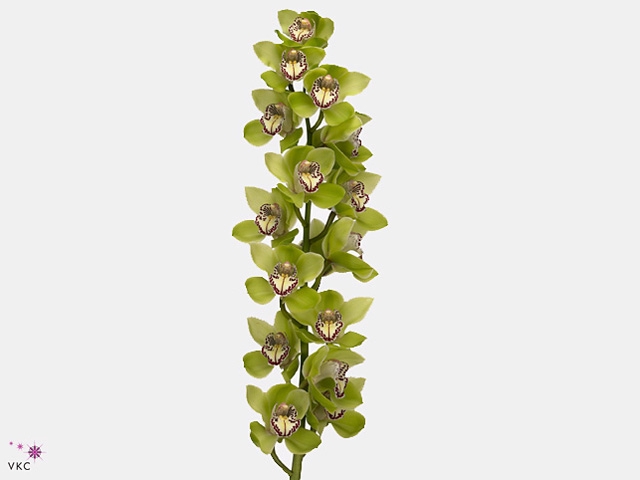 Cymbidium Mrs R Hood 60 cm Super