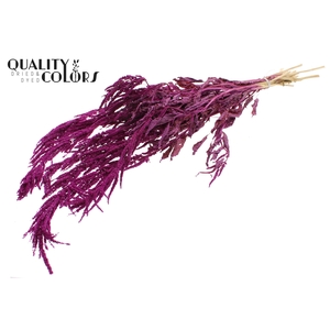 Hang Amaranthus ± 90cm p/bunch Lilac