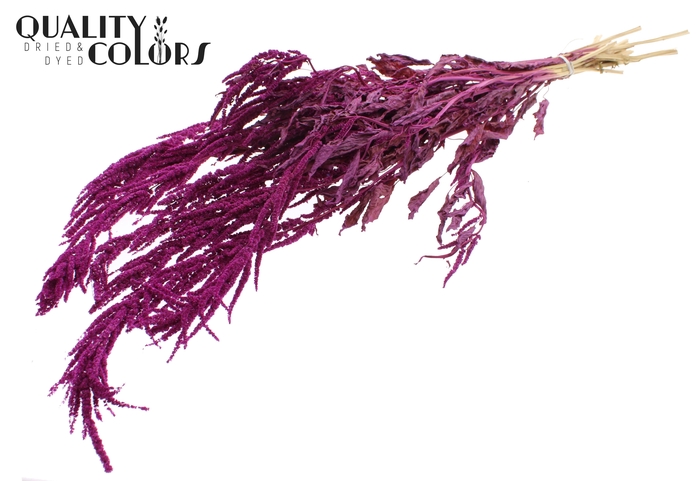 <h4>Hang Amaranthus ± 90cm p/bunch Lilac</h4>