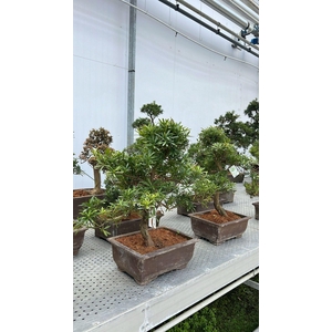 Podocarpus macrophylla, 35cm., shape