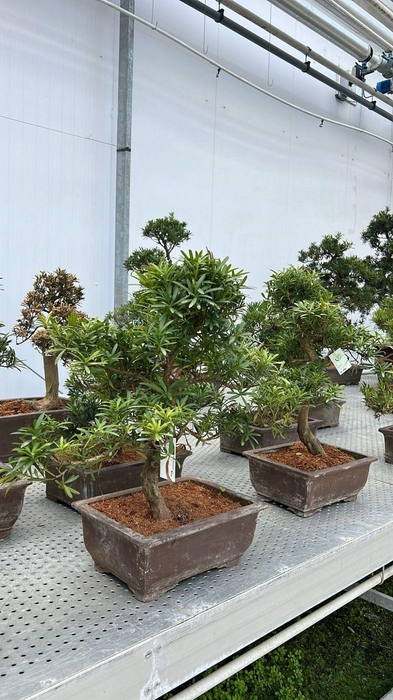 <h4>Podocarpus macrophylla, 35cm., shape</h4>