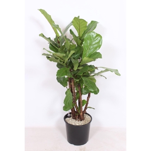 Ficus lyrata