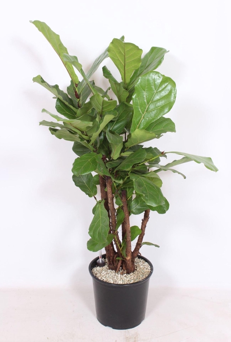 <h4>Ficus lyrata</h4>