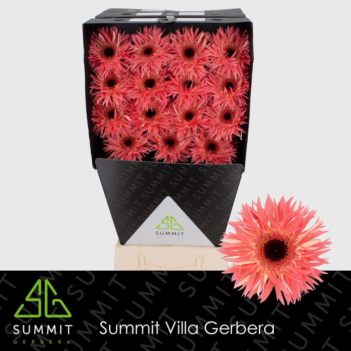 <h4>Gerbera Spider Sensini Diamond</h4>