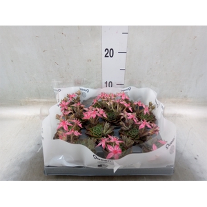 Graptopetalum tacitus
