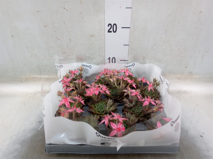 <h4>Graptopetalum tacitus</h4>