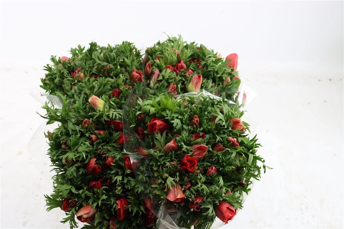 <h4>Anem Marianne Red</h4>