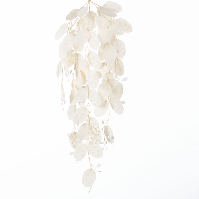 AF Hang Bush Lunaria x5 L79cm