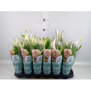 Spathiphyllum  'Pearl Cupido'