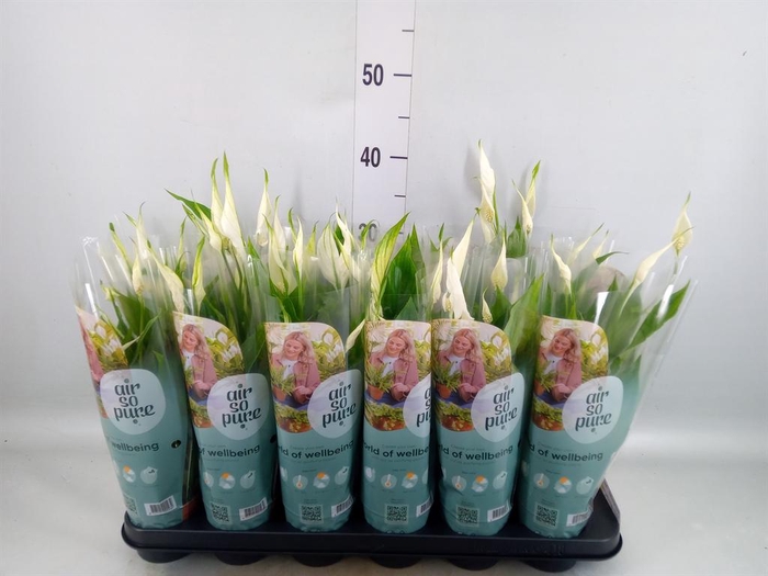 <h4>Spathiphyllum  'Pearl Cupido'</h4>