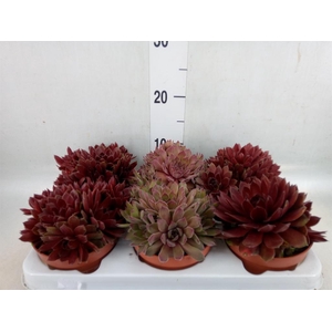 Sempervivum   ...