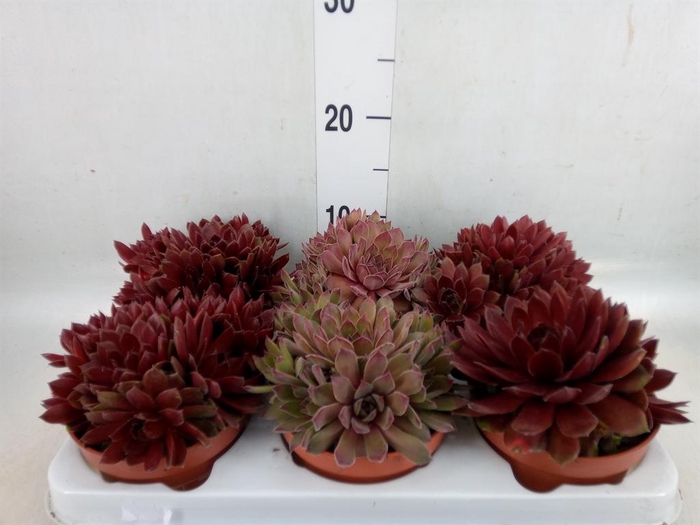 <h4>Sempervivum   ...</h4>
