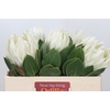 Protea Cyn. Ayoba Arctic Ice