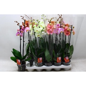 PHAL GEM 6 KL