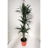 Dracaena overig