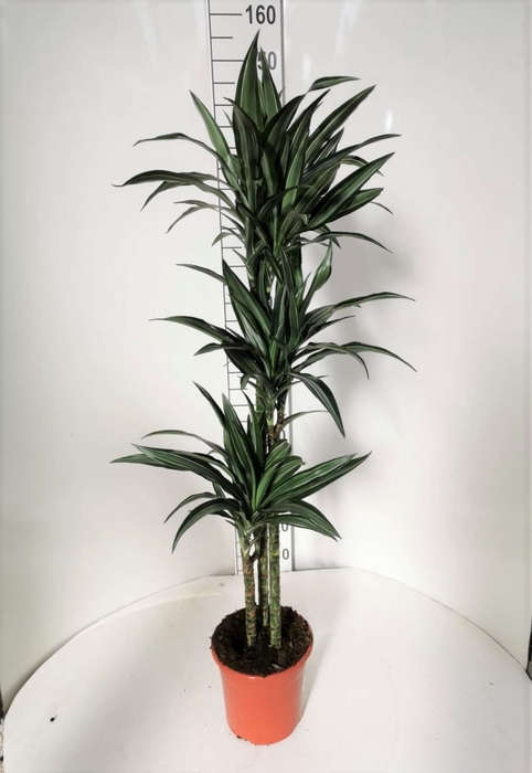 Dracaena overig