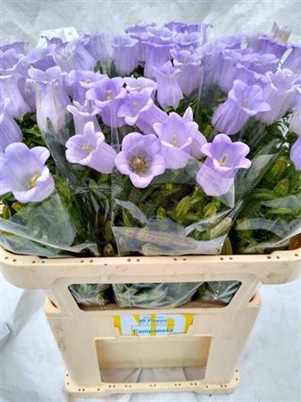 <h4>Camp M Champion Lavendel</h4>