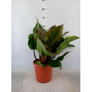 Philodendron  'Imperial Red'