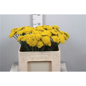 Achil F Parker Variety