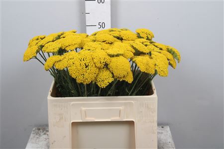 <h4>Achil F Parker Variety</h4>