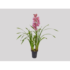 CYMBIDIUM P18 ROSA MIN 1 HT
