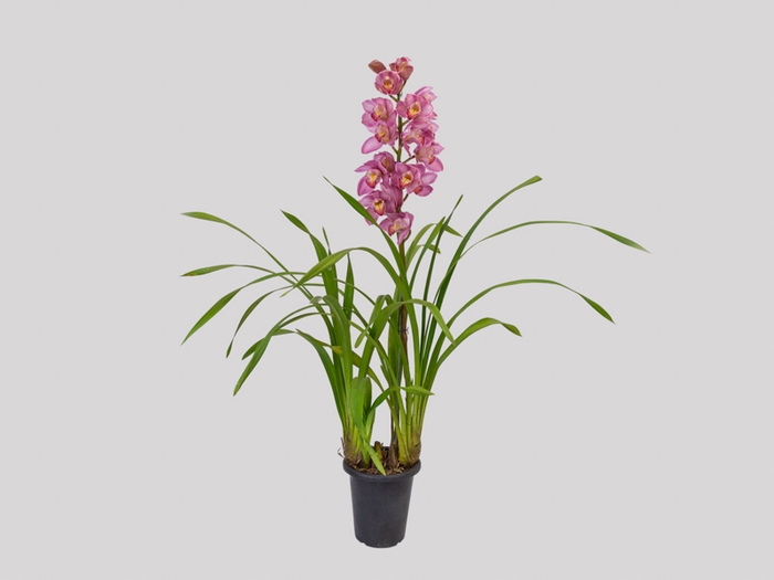 <h4>CYMBIDIUM P18 ROSA MIN 1 HT</h4>