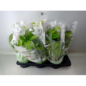 Epipremnum pinn.   HG