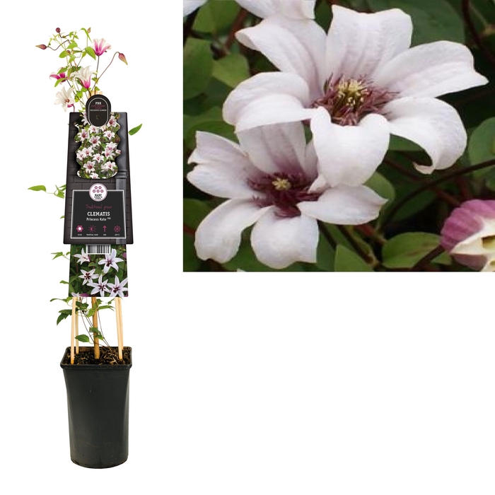 <h4>Clematis Princess Kate PBR +3.0 label</h4>