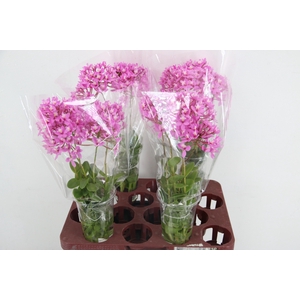 EPIDENDRUM PINK BEAUTY