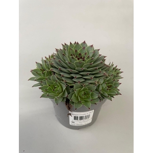 Sempervivum tectorum p10,5