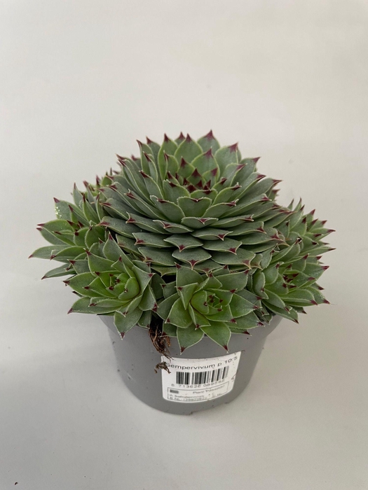 <h4>Sempervivum tectorum p10,5</h4>