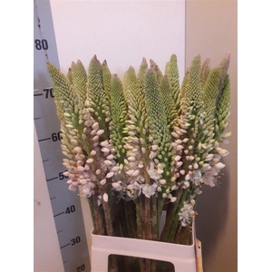 Eremurus Himalaicus