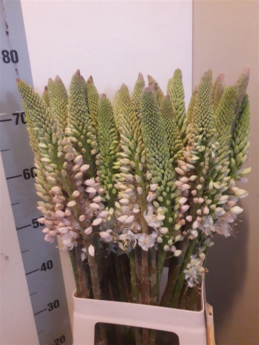 <h4>Eremurus Himalaicus</h4>
