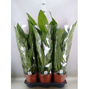 Spathiphyllum  'Bingo Cupido'