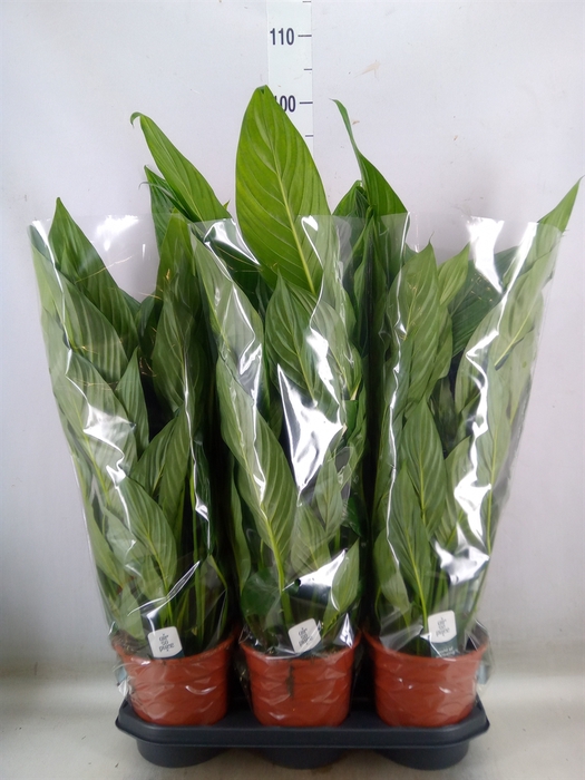 <h4>Spathiphyllum  'Bingo Cupido'</h4>